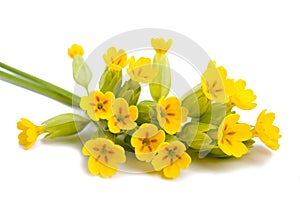 Primrose flowers