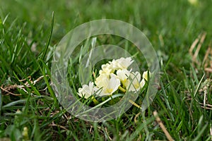 Primrose flowers and other spring flowers in grass in garden.