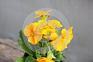 Primrose. Flowers in a pot. First flowers. Spring