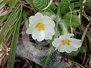 Primrose flowers in spring forest