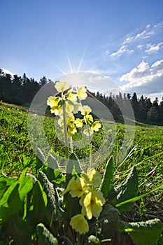 Primrose flowers under Maly Salatin mountain at Low Tatras