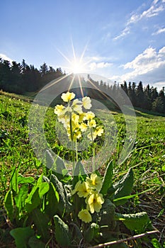 Primrose flowers under Maly Salatin mountain at Low Tatras