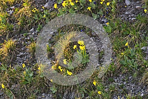 Primrose flowers under Maly Salatin mountain at Low Tatras