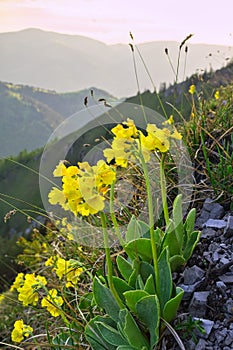 Květy prvosenky pod Malým Salatínem v Nízkých Tatrách