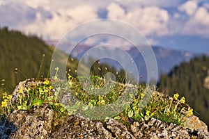 Primrose flowers under Maly Salatin mountain at Low Tatras