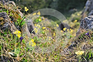 Květy prvosenky pod Malým Salatínem v Nízkých Tatrách