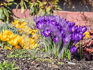 Primrose in the garden bed