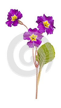 Primrose isolated on white