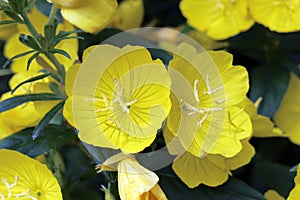 Primrose photo