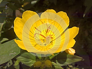 Primrose Oenothera Pilosella