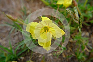 Primrose Oenothera stricta Ledeb. ex Link photo