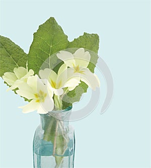 Primrose posy