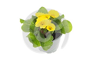 Primrose in a pot