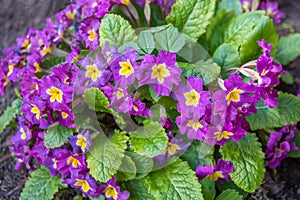 Primrose or primrose lat. Pr mula is a genus of plants from the Primrose family lat. Primulaceae order Heather lat