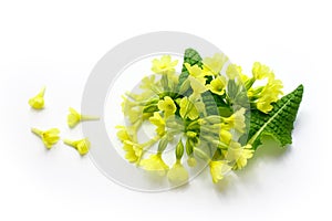 Primrose, Primula veris isolated