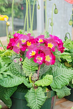 Primrose Primula Vulgaris blossom. Multicolor Garden Primula Flowers