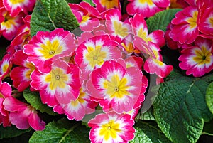 Primrose Primula Vulgaris blossom. Multicolor Garden Primula Flowers