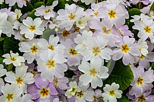 Primrose, primula vulgaris flowers in spring garden