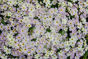 Primrose, primula vulgaris flowers in spring garden