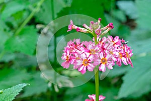 Primrose Primula Vulgaris. Pink flowers Primula blooms in the garden. First spring flowers