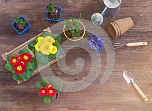 Primrose Primula Vulgaris, violet hyacinth, daffodils potted, tools, woman hands, spring gardening postcard concept