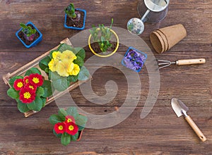 Primrose Primula Vulgaris, violet hyacinth, daffodils potted, tools, woman hands, spring gardening postcard concept