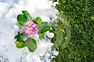 Primrose spring flower blooming on snow with green grass background, Easter spring concept