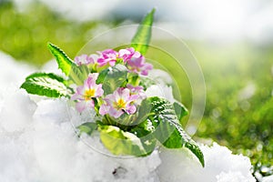 Primrose spring flower blooming on snow with green grass background, Easter spring concept