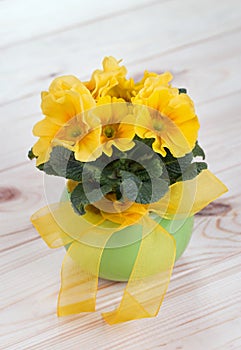 Primrose spring flowers in a green pot with yellow ribbon