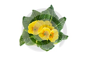 Primrose On White Background