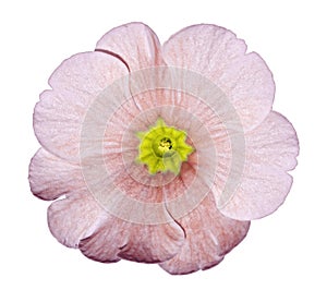 Primrose white-red. Flower on isolated white background with clipping path without shadows. Close-up. For design.