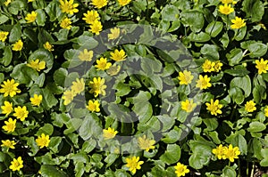 Primrose yellow flowers, Ranunculus ficaria, Ficaria verna, Lesser celandine or Ficaria grandiflora in spring forest