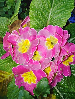 Primrose yellow magenta  dew drop water moist green leaves spring is here