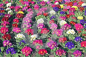 Primroses