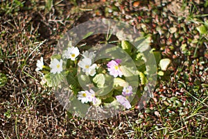 Primroses blooming in sunny winter time over blurred grass background