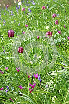 Primroses bluebells and fritillaries in Spring