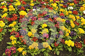 Primroses in Cong, Ireland.