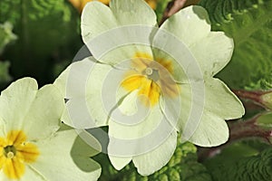 Primroses flowering in the Spring