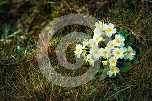 Primroses growing in grassland