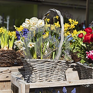 primroses, muscari, ranunculus, sedum, daffodils in a wicker basket decorate the entrance to the cafe