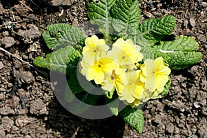 Primroses (Primula)
