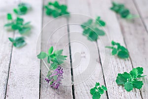 Primroses on a wooden background.