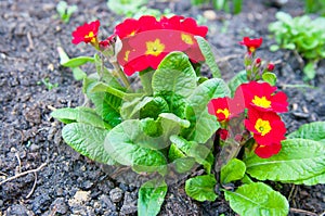 Primula