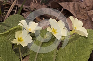 Primula acaulis common primrose yellowish-white spring wild flower with calyx in the form of membranous extensions, yellow stamens