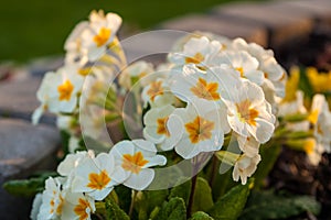 White primrose in the garden