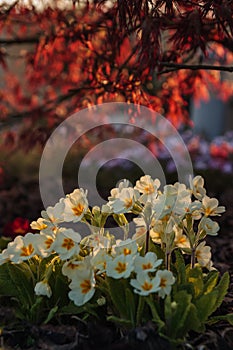 White primula in the garden