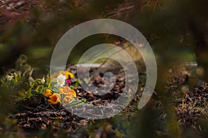 Orange primula in the garden