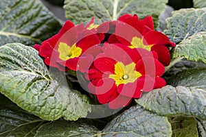 Primula acaulis in spring summer