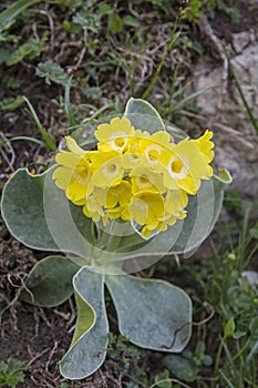 Primula auricula photo