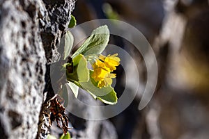 Primula auricula flowers in the forest, macro photo